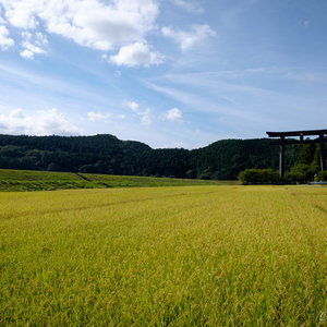 「種を蒔く」のイメージ