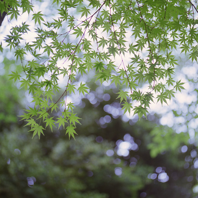 カラープリント