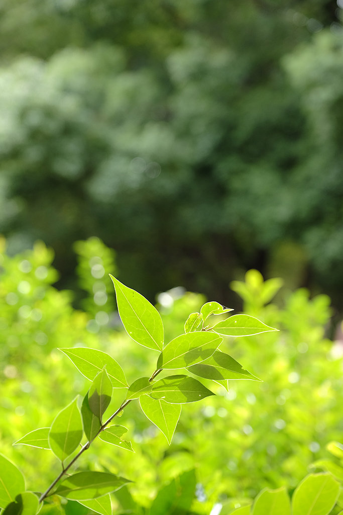 最高峰の標準ズーム