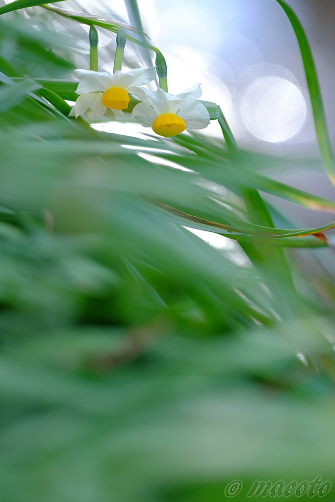 XF 90mm F2を使ってみて