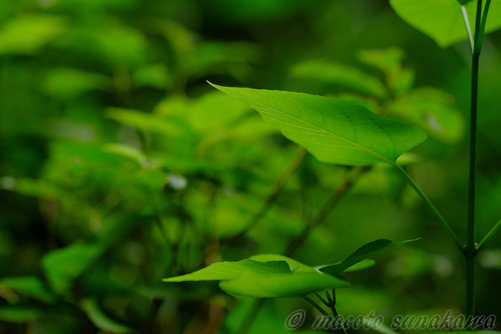 手振れ補正は必要か？