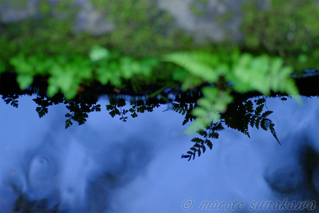 「慣れる」と「成れる」