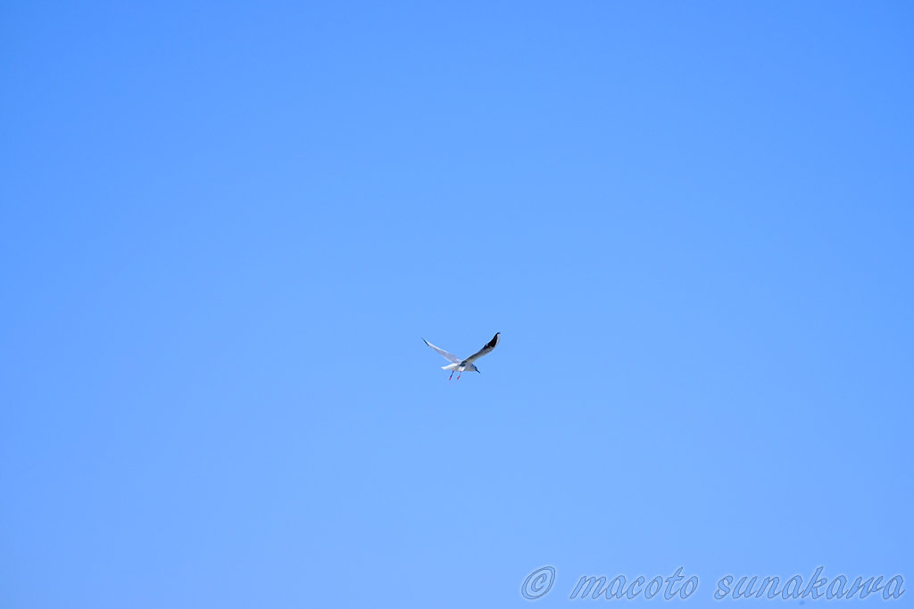 写真をプリントすること、見せること