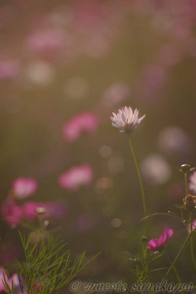 好きなレンズ。いいレンズとは？