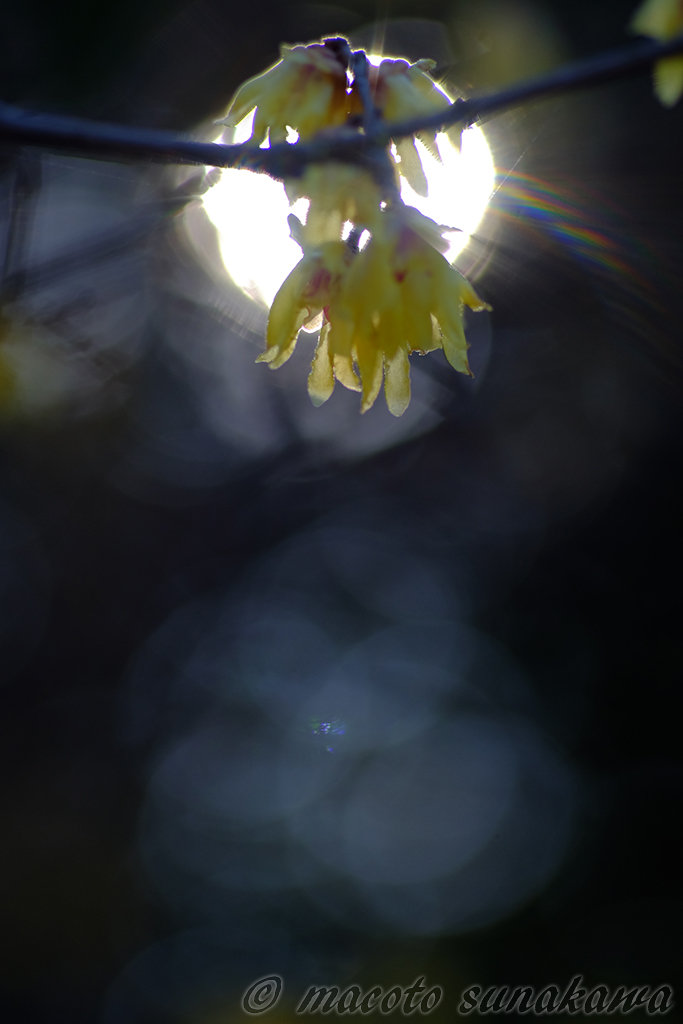 好きなレンズ。いいレンズとは？