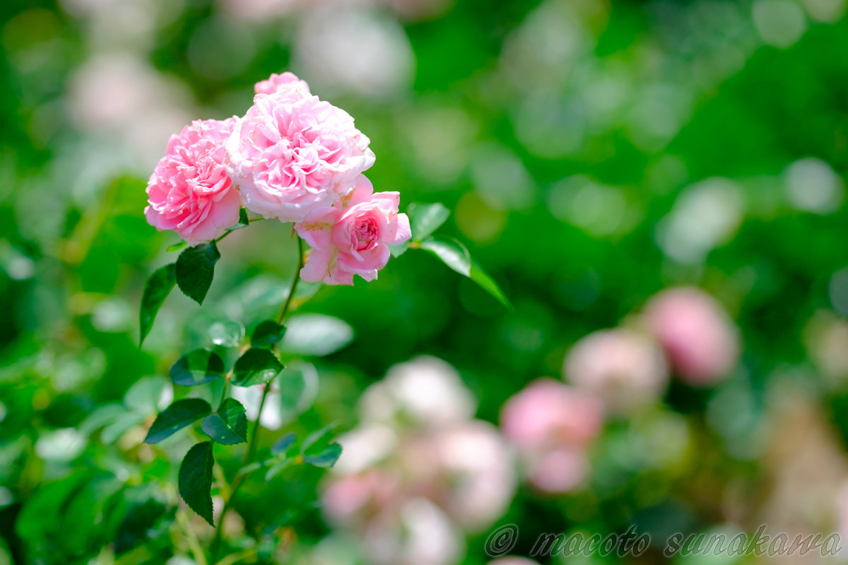 初心者向けの写真教室「はじめの一歩」-公園撮影 2017年編-