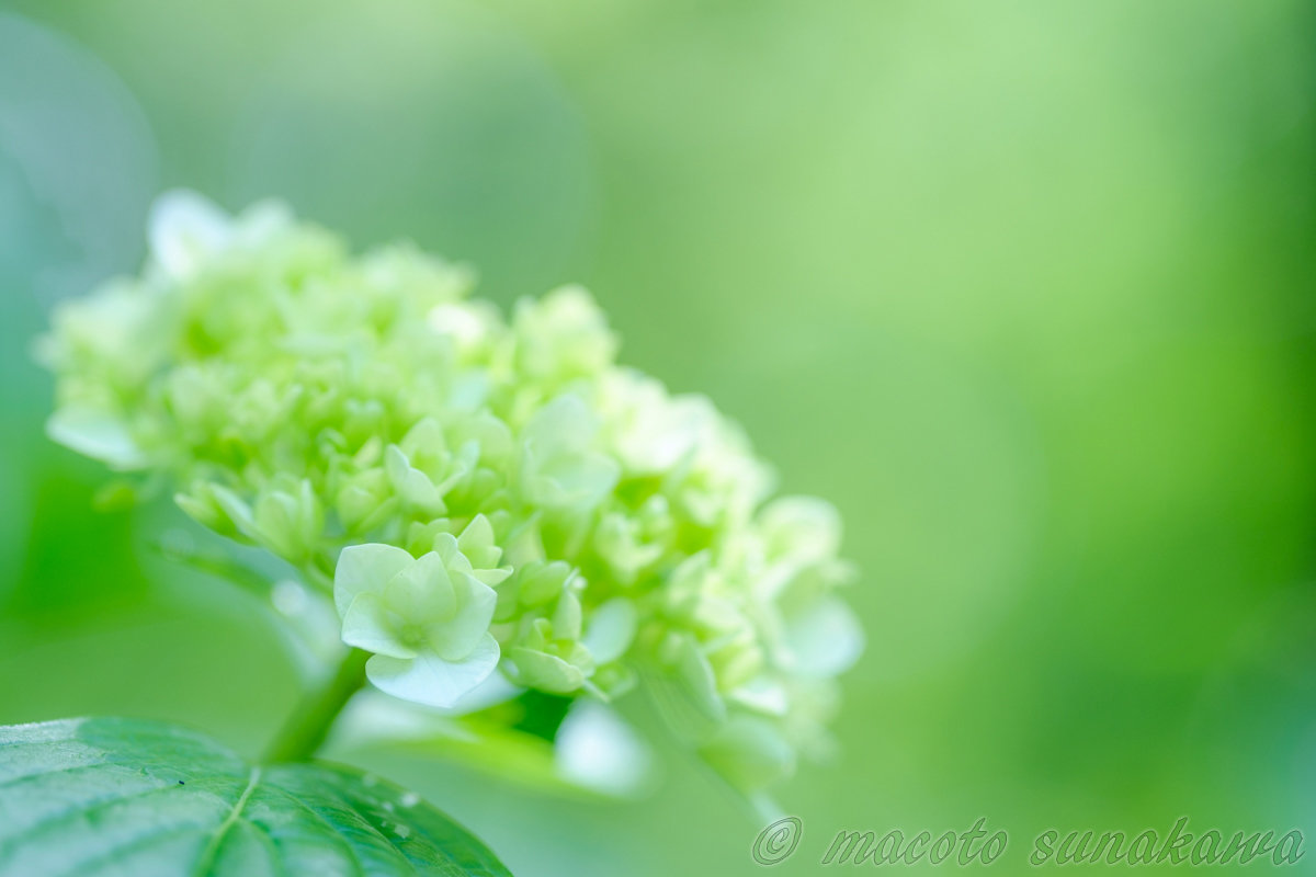 初心者向けの写真教室「はじめの一歩」-公園撮影 2017年編-