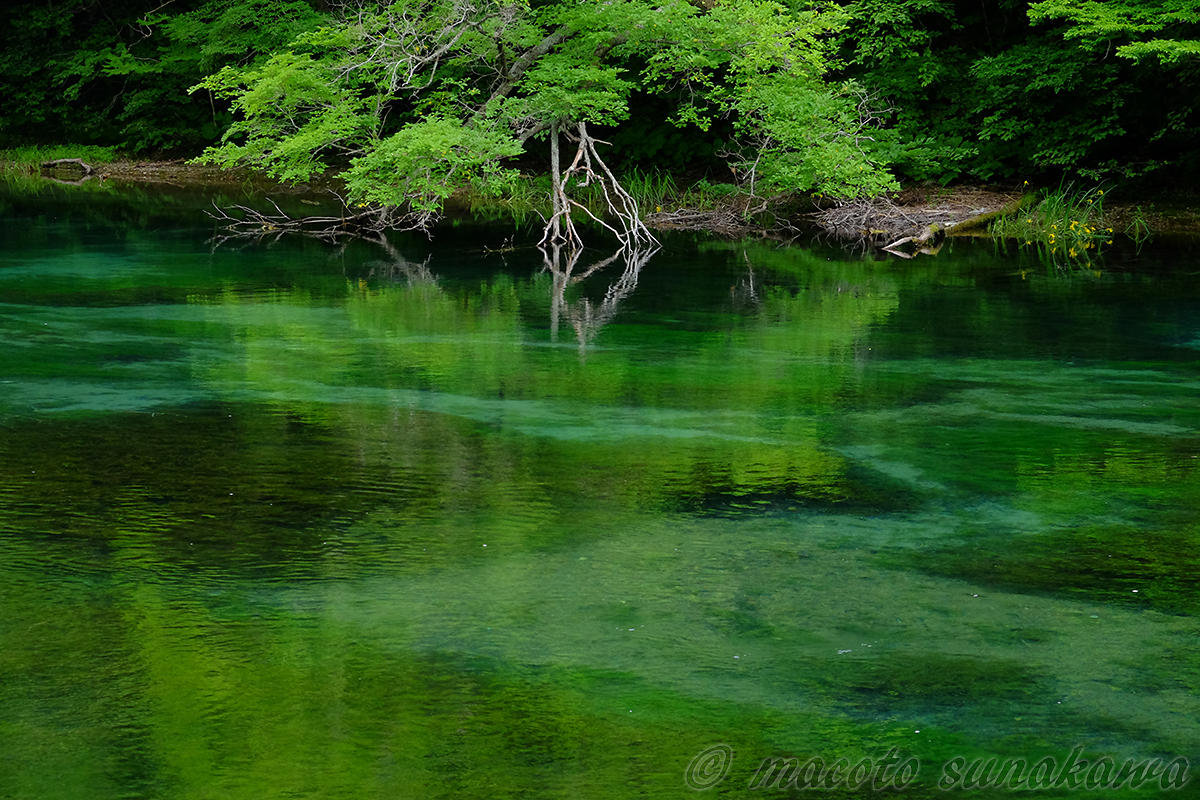 リニューアルしました