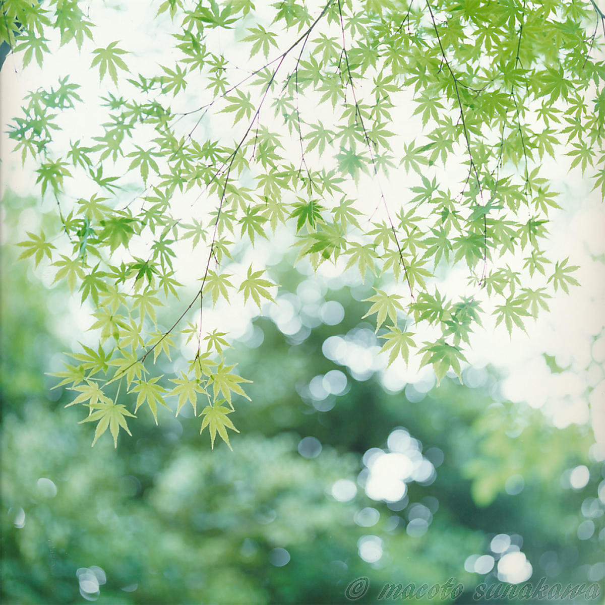 フィルムカメラを使う・フィルムで撮るワークショップ