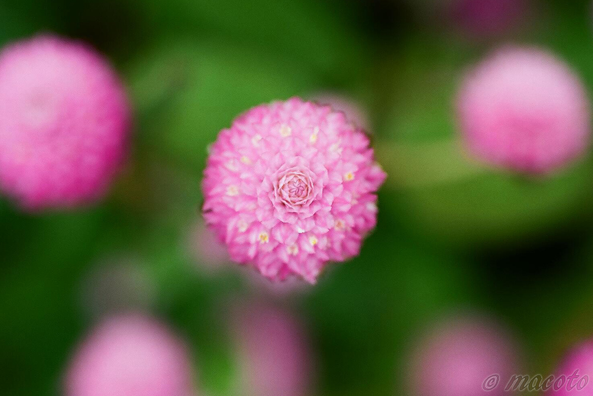 フイルムとデジタル