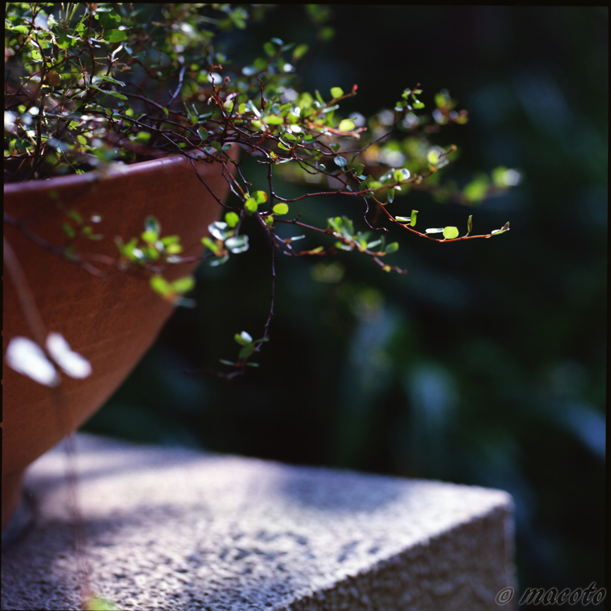 フイルムとデジタル