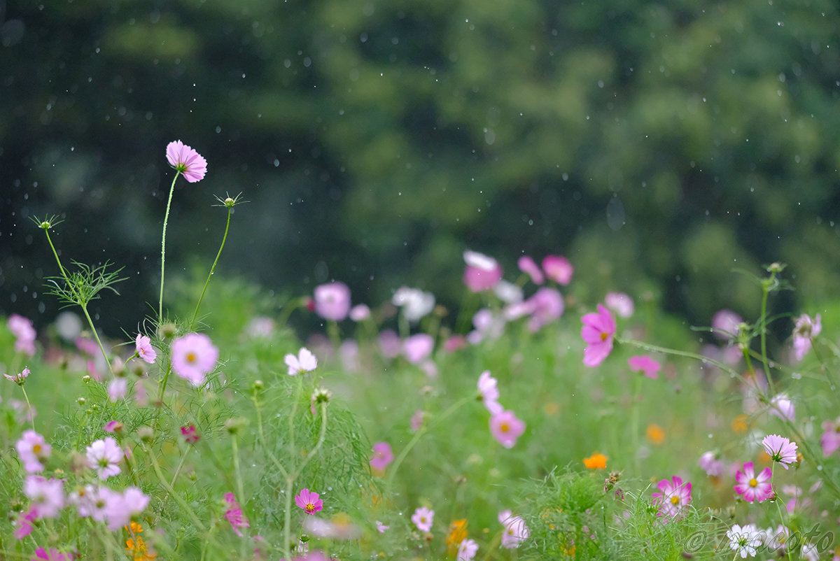 久々の雨撮影（「秋の庭園撮影と講評会」ご感想）