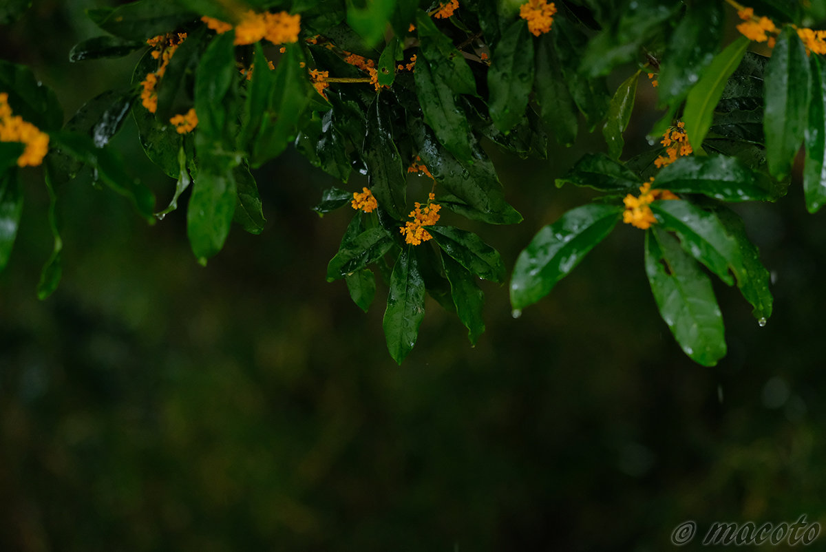 久々の雨撮影（「秋の庭園撮影と講評会」ご感想）