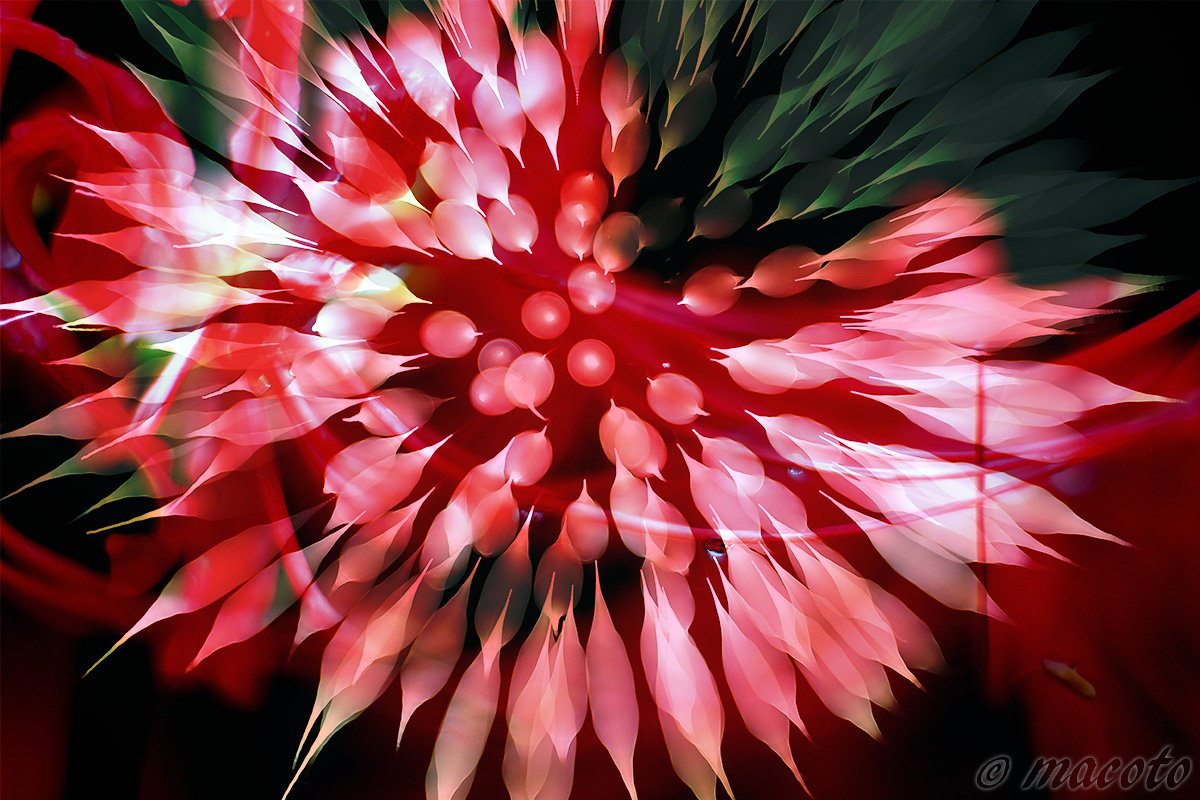 写真展「華火 HANABI」終了しました