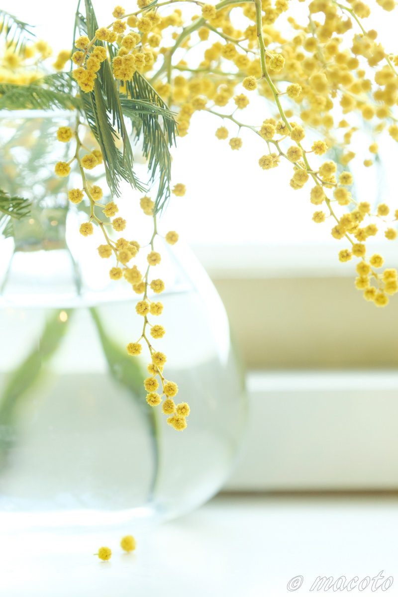 ミモザ｜マクロレンズ再取得：TAMRON 180mm F3.5 MACRO