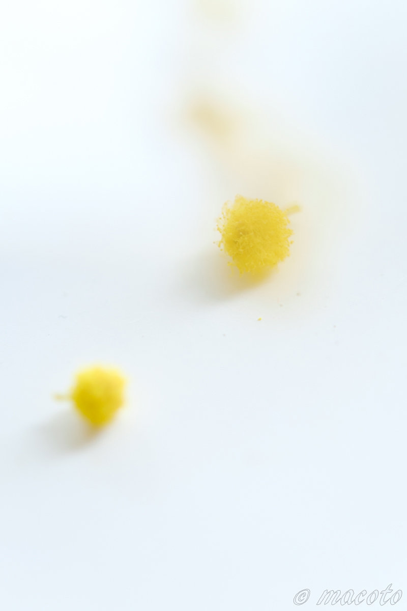 ミモザ｜マクロレンズ再取得：TAMRON 180mm F3.5 MACRO