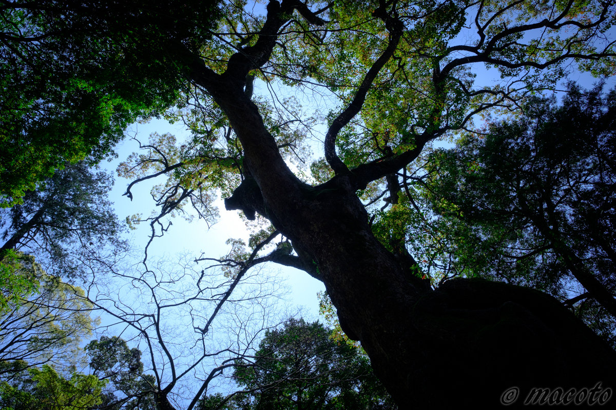 瞑想の個人レッスンとWEBコンサル