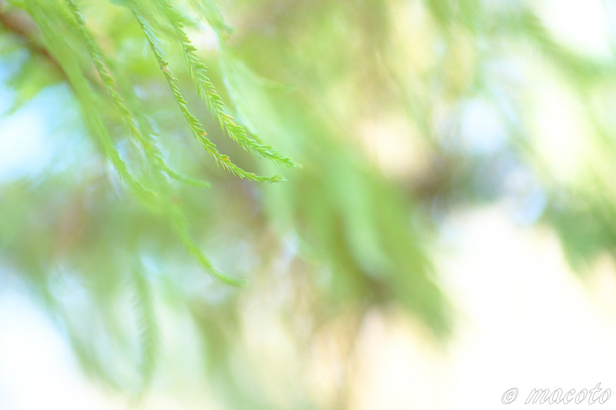 風に身を任せるメタセコイアの葉