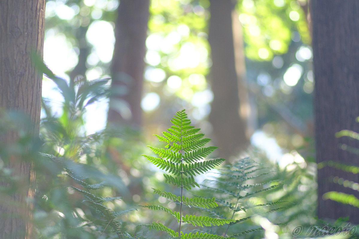 光に身を任せるシダ