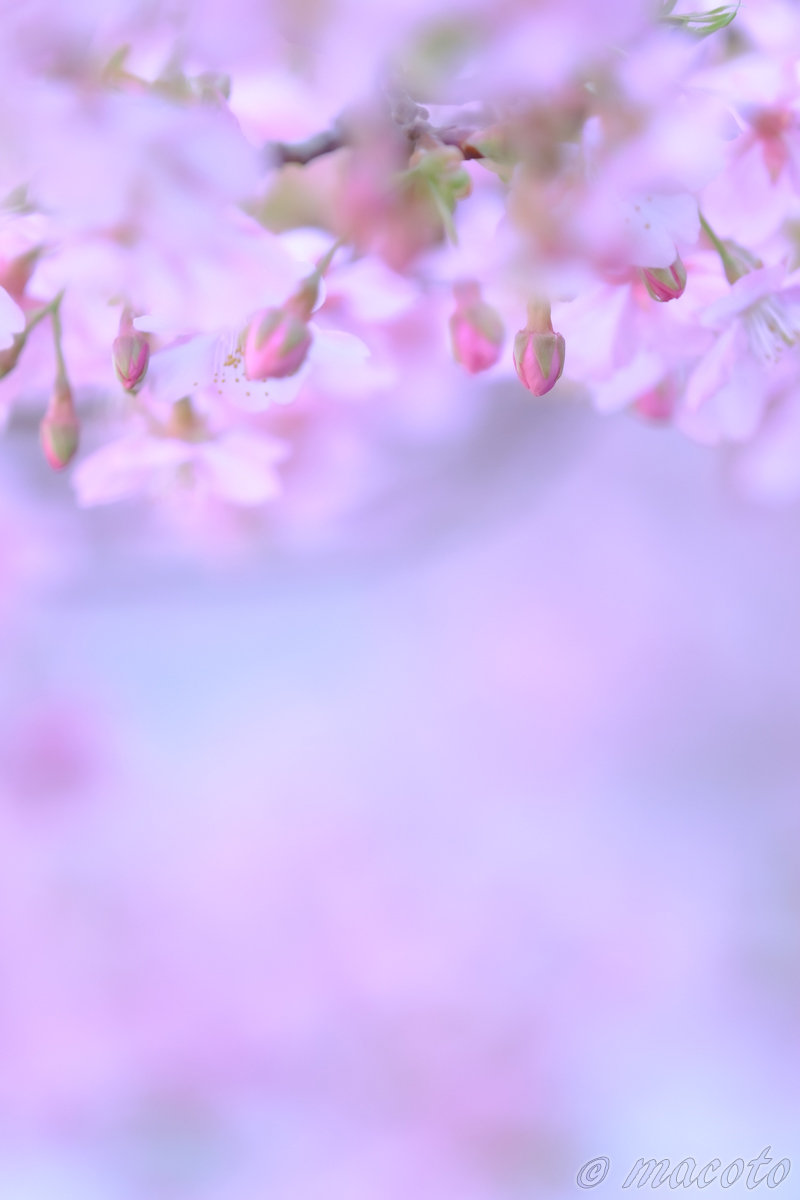 整えること と 楽しむこと：桜