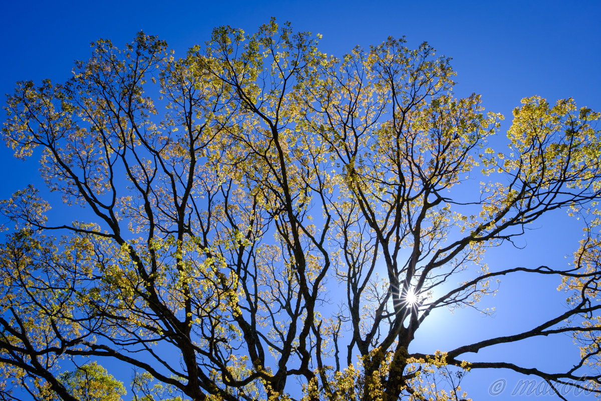 整えること と 楽しむこと：木と太陽