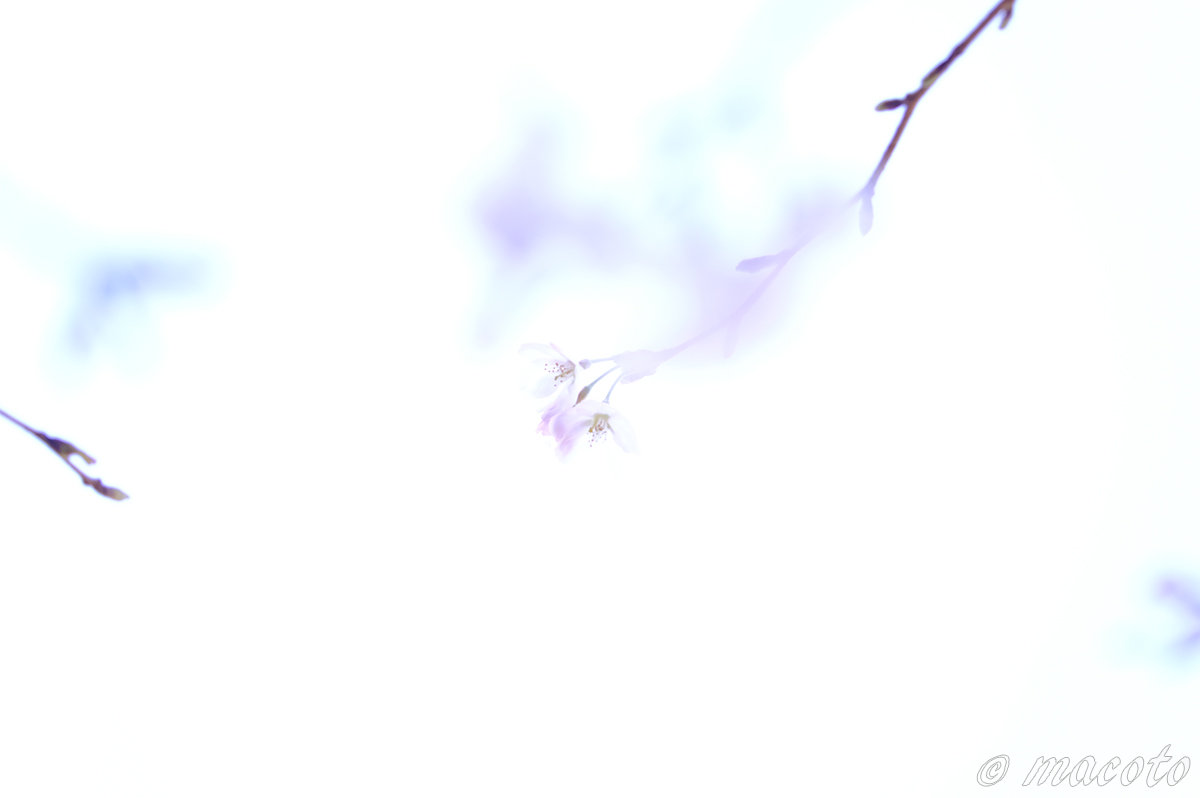 続ける大切さ、習慣にする大切さ：桜の花