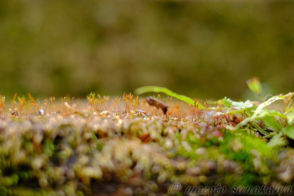 シータヒーリング（基礎・応用）を受けて
