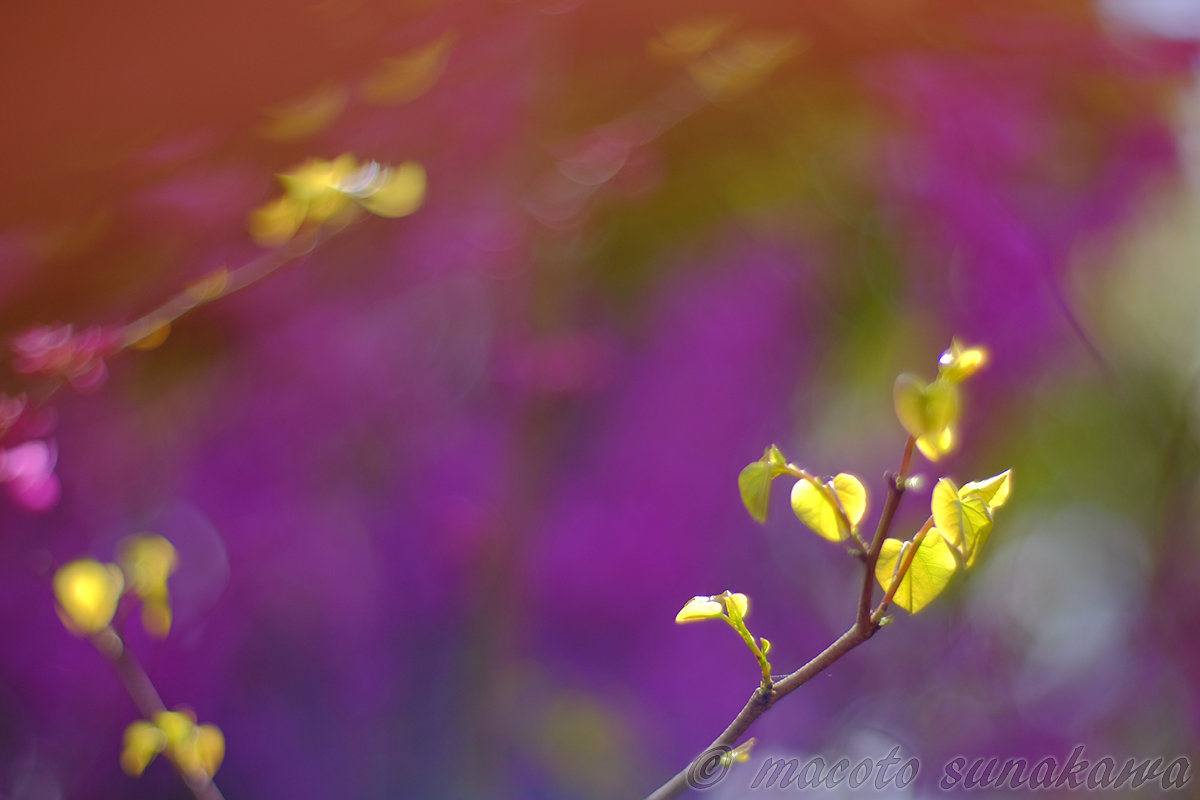 続 夢の中の少女