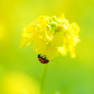 テンちゃんの大冒険
