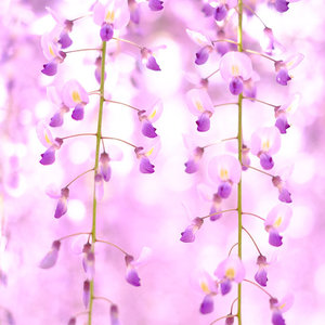 いつもとなりに