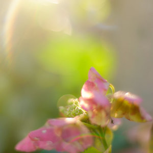 あふれるひかり