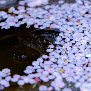 たとえ小さな花びらでも