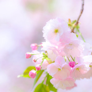 美しさ、力強さ