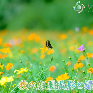 「写真教室：秋の庭園撮影と講評会」のイメージ