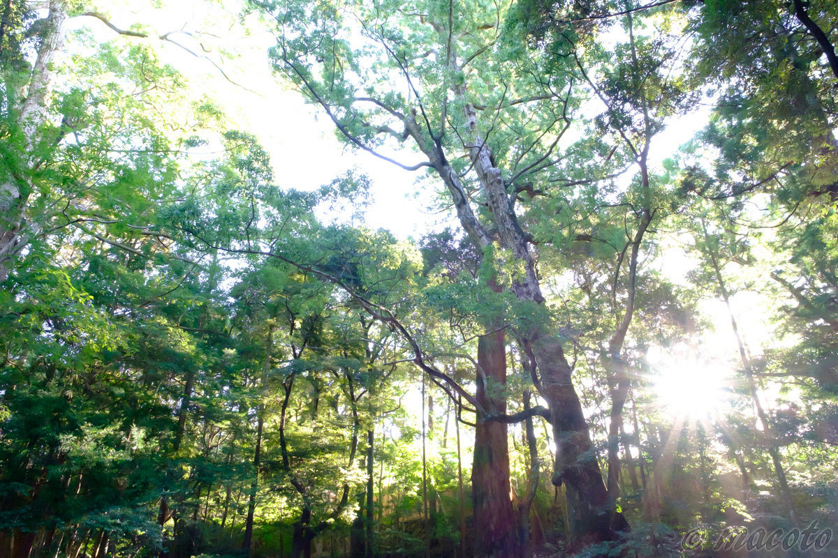 「胃上げヒーリングセッション ～体の声を聞いて癒やします～」のイメージ