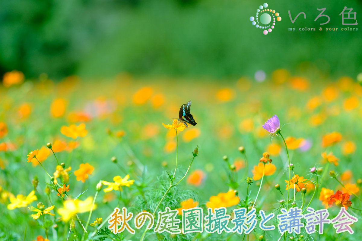 「写真教室：秋の庭園撮影と講評会」のイメージ